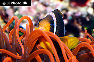 Oman-Anemonenfisch (Amphiprion omanensis)