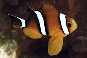 Dreiband-Anemonenfisch (Amphiprion tricinctus)