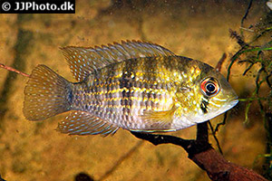 Andinoacara coeruleopunctatus