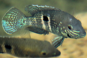 Silbersaumbuntbarsch (Andinoacara stalsbergi)