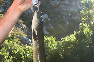 African longfin eel (Anguilla mossambica)