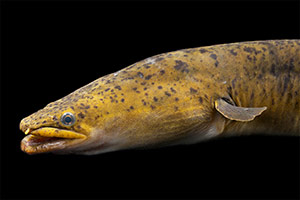 African longfin eel (Anguilla reinhardtii)