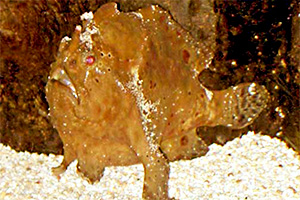 Commersons Anglerfisch (Antennarius commerson)