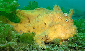 Hispid-Anglerfisch (Antennarius hispidus)