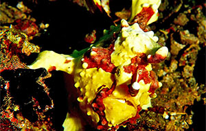 Warzen-Anglerfisch (Antennarius maculatus)