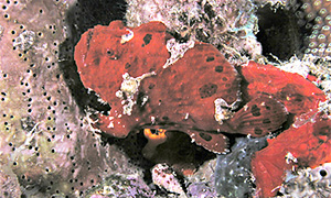 Ozellen-Anglerfisch (Fowlerichthys ocellatus)