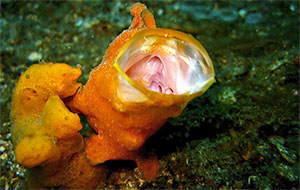 Gemalter Anglerfisch (Antennarius pictus)