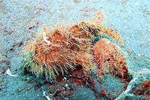 Gestreifter Anglerfisch (Antennarius striatus)