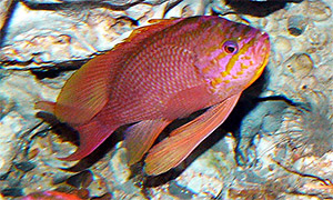 Mittelmeer-Fahnenbarsch (Anthias anthias)