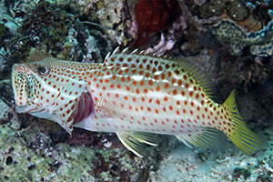 Spitzkopf-Zackenbarsch (Epinephelus leucogrammicus)