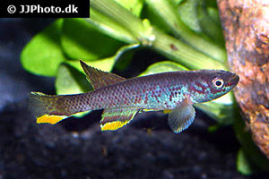 Bates Prachtkärpfling (Aphyosemion batesii)