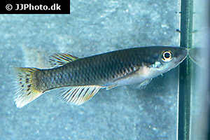 Aphyosemion bualanum