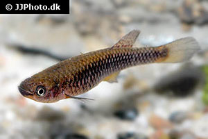 Zitronenflossiger Prachtkärpfling (Aphyosemion citrineipinnis)