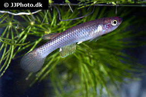 Aphyosemion decorsei