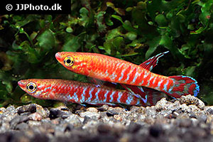 Aphyosemion exiguum