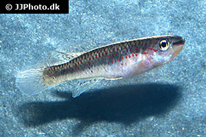 Aphyosemion jeanhuberi