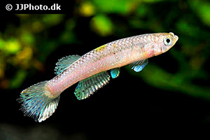 Aphyosemion lividum