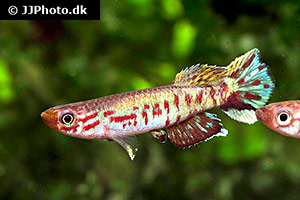 Gefleckter Prachtkärpfling (Aphyosemion maculatum)