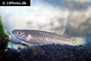 Aphyosemion punctatum