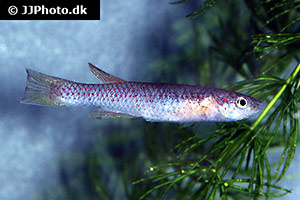 Raddas Prachtkärpfling (Aphyosemion raddai)