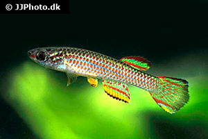 Aphyosemion striatum