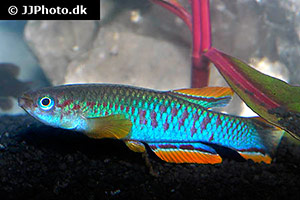 Aphyosemion tirbaki