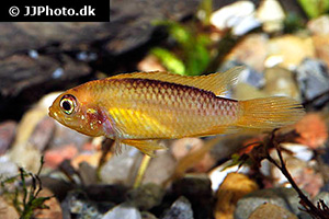 Agassiz’ Zwergbuntbarsch (Apistogramma agassizii)