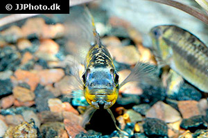 Schwarzkinn-Zwergbuntbarsch (Apistogramma allpahuayo)