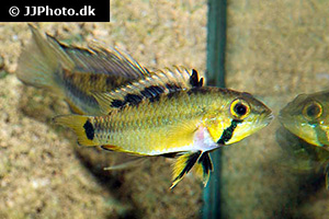 Goldbauch-Zwergbuntbarsch (Apistogramma atahualpa)