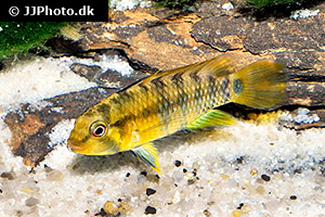 Inka Zwergbuntbarsch (Apistogramma baenschi)