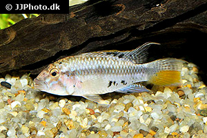 Maulbrüter-Zwergbuntbarsch (Apistogramma barlowi)