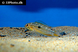 Zweistreifen-Zwergbuntbarsch (Apistogramma bitaeniata)