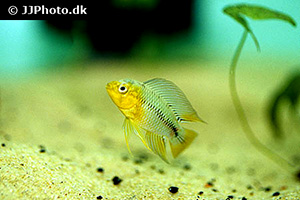 Borellis Zwergbuntbarsch (Apistogramma borellii)