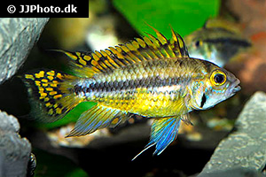 Kakadu-Zwergbuntbarsch (Apistogramma cacatuoides)