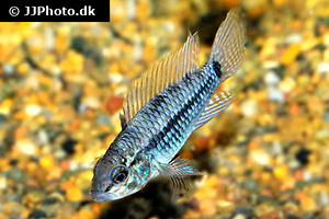 Caete-Zwergbuntbarsch (Apistogramma caetei)