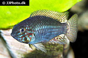 Corumba-Zwergbuntbarsch (Apistogramma commbrae)