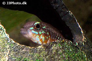 Elisabeth’s Zwergbuntbarsch (Apistogramma elizabethae)