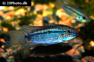 Erdbeer-Zwergbuntbarsch (Apistogramma eremnopyge)