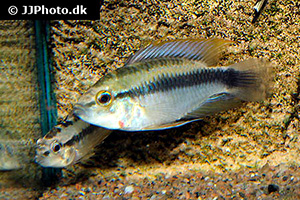 Apistogramma erythrura