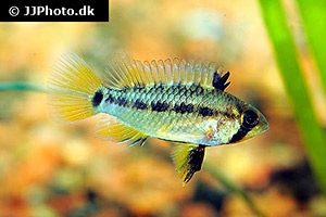 Hochrücken-Zwergbuntbarsch (Apistogramma eunotus)