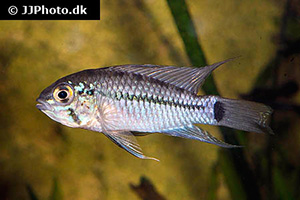 Apistogramma geisleri