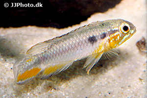 Apistogramma gephyra