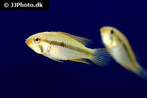 Ramskopf-Zwergbuntbarsch (Apistogramma gibbiceps)