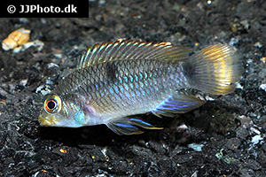 Apistogramma hippolytae