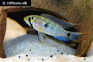 Hoignes-Zwergbuntbarsch (Apistogramma hoignei)