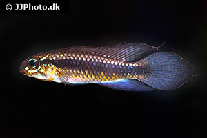 Fadenflossen-Zwergbuntbarsch (Apistogramma iniridae)