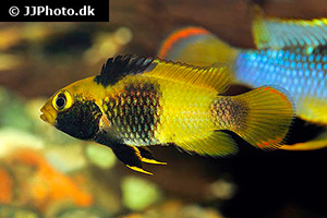 Panda-Zwergbuntbarsch (Apistogramma nijsseni)