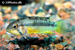 Großmaul Zwergbuntbarsch (Apistogramma norberti)