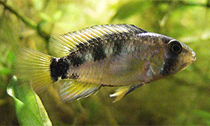 Papagei-Zwergbuntbarsch (Apistogramma ortegai)