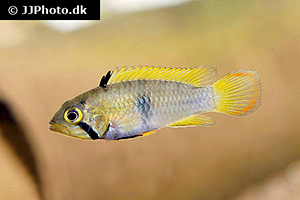 Panduros Zwergbuntbarsch (Apistogramma panduro)